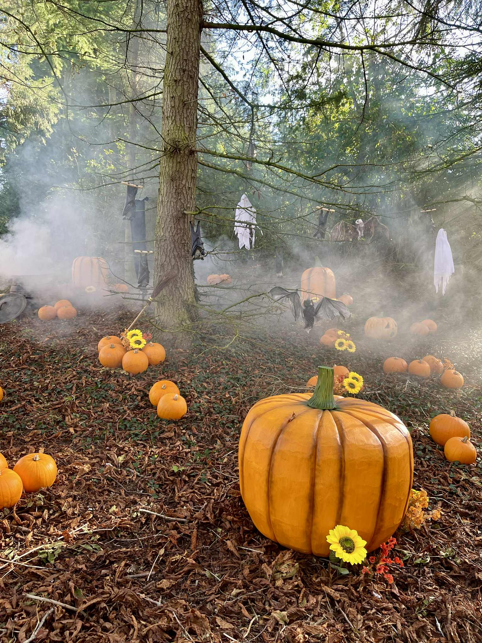 Pumpkins galore at Halloween fun at Sundown Adventureland